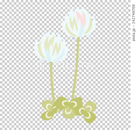 An illustration of two white clover flowers and a three-leaf clover. An illustration of two white clover flowers and a three-leaf clover. 142749709