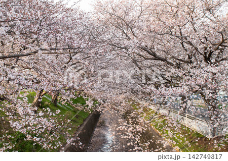川沿いに咲く満開の桜 142749817