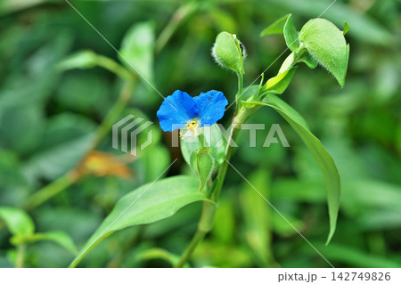 青いツユクサの花（秋、九月） 142749826