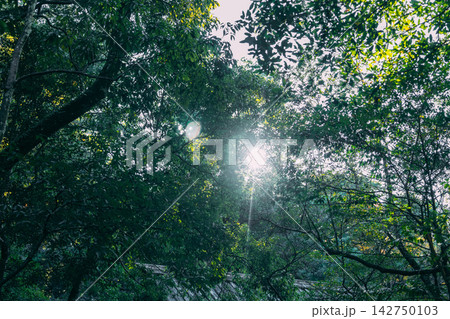 伊勢神宮の美しい風景 伊勢神宮の美しい風景 142750103