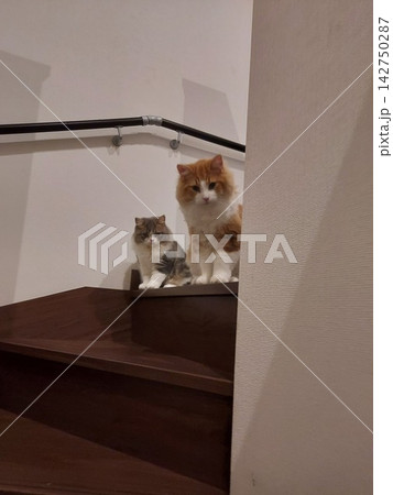 階段に座る猫 階段に座る猫 142750287