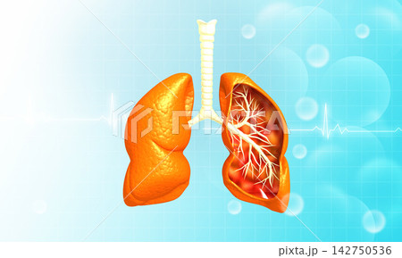 Human lungs anatomy 142750536