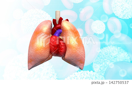 Human lungs and heart anatomy 142750537