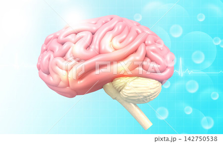 Human Brain anatomy Human Brain anatomy 142750538