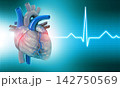 Human heart 142750569