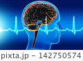 Human head anatomy 142750574