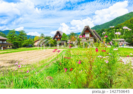 日本の原風景 秋の白川郷 日本の原風景 秋の白川郷 142750645