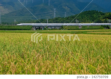 伊吹山の麓、田園地帯を走る東海道新幹線 N700S 伊吹山の麓、田園地帯を走る東海道新幹線 N700S 142750709