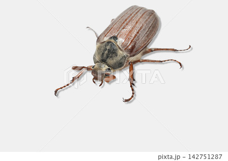 May bug, adult specimen. 142751287