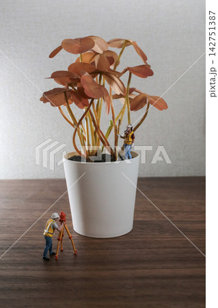 Miniature Surveyor Figures Measuring White Potted Plant Miniature Surveyor Figures Measuring White Potted Plant 142751387