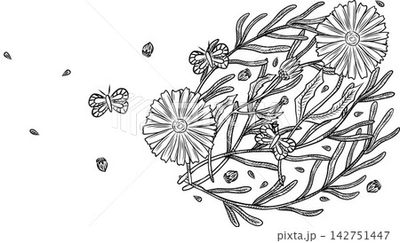 Herb and flower frame for natural cosmetics design. Vector illustration for packaging, advertising, and cosmetics design. Lavender, chamomile, aloe, cosmetics, cream, toner, mask, vector, line art 142751447