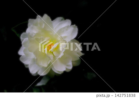 黒バックに浮かび上がる一輪の白花山茶花 黒バックに浮かび上がる一輪の白花山茶花 142751838