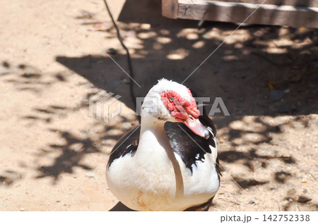 Muscovy Duck or white and black duck Muscovy Duck or white and black duck 142752338
