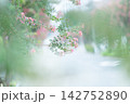 サルスベリ 142752890