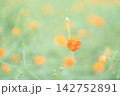 キバナコスモス 142752891