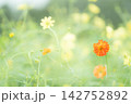 キバナコスモス 142752892