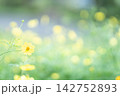 レモンブライト 142752893