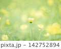 レモンブライト 142752894