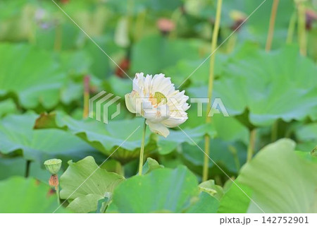 白い蓮の花 142752901