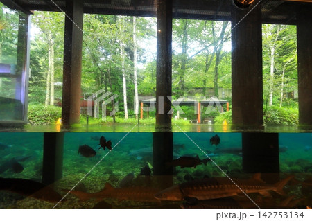 山梨県立富士湧水の里水族館 「森の中の水族館」 142753134