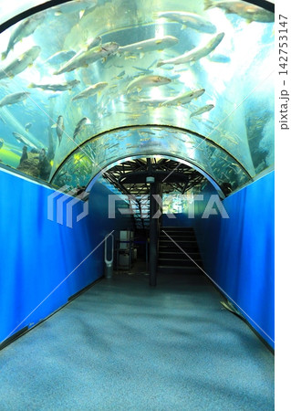 山梨県立富士湧水の里水族館 「森の中の水族館」 142753147