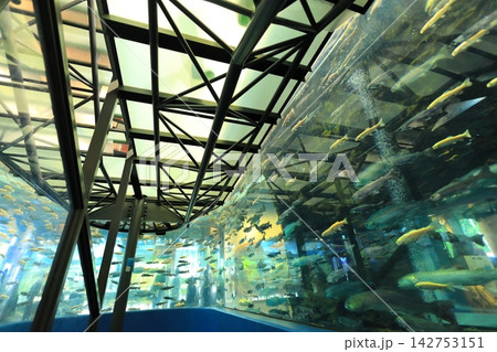 山梨県立富士湧水の里水族館 「森の中の水族館」 山梨県立富士湧水の里水族館 「森の中の水族館」 142753151