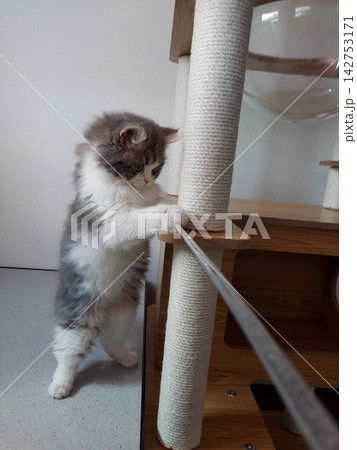 立つ猫 立つ猫 142753171