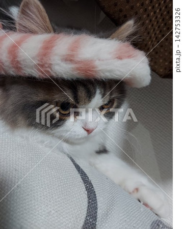 ハチマキ猫 ハチマキ猫 142753326