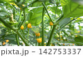 Rare Acharapita Chili Pepper Plant with Ripe Yellow Pods Growing Outdoors 142753337