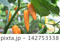 Ripe Orange Bulgarian Carrot Chili Peppers Growing on Bush 142753338