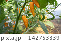 Bright Orange Bulgarian Carrot Chili Peppers Growing in Greenhouse 142753339