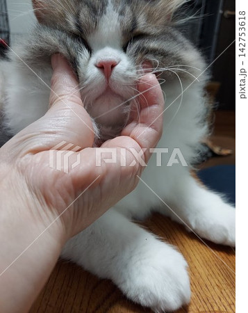 変顔猫 変顔猫 142753618