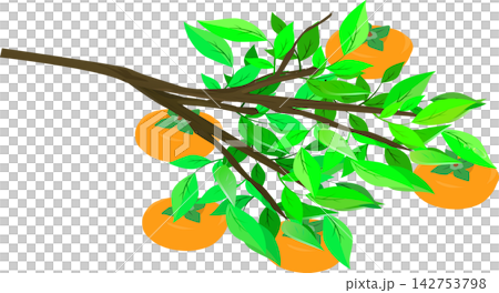 Simple persimmon illustration material Simple persimmon illustration material 142753798