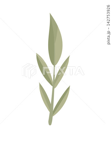 Flat vector illustration of a minimalist botanical branch with soft green leaves, isolated on a white background. Ideal for floral, nature, wedding, and organic design projects. 142753926