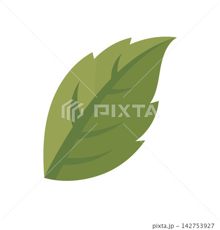 Flat vector illustration of a single green botanical leaf with simple vein details, isolated on a white background. Ideal for nature, floral, eco, organic, and design projects. Flat vector illustration of a single green botanical leaf with simple vein details, isolated on a white background. Ideal for nature, floral, eco, organic, and design projects. 142753927