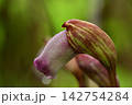 ナンバンギセルの花（寄生植物） 142754284