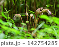 ナンバンギセルの花（寄生植物） 142754285