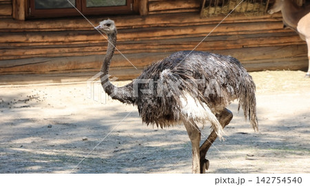 Ostrich strides across sandy ground near wooden structure Ostrich strides across sandy ground near wooden structure 142754540