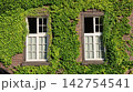 Lush green ivy climbs brick walls beside two white-framed windows 142754541