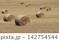 Golden hay bales rest in harvested field 142754544
