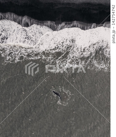 Aerial view of a whale surrounded by seabirds near Reynisfjara beach, South Iceland 142754742