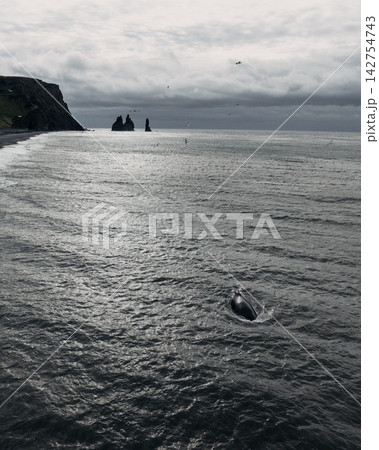 Whale swimming near Reynisfjara beach with Reynisdrangar cliffs in South Iceland 142754743