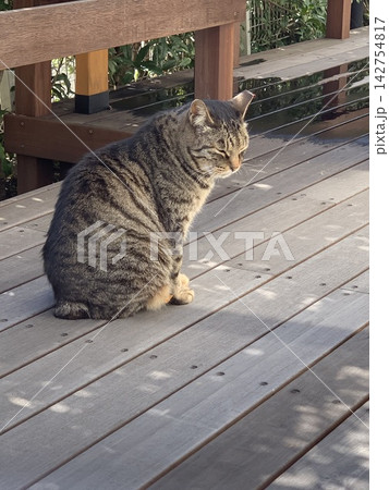 ベンチで休む猫 ベンチで休む猫 142754817