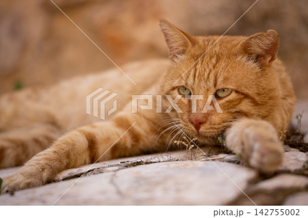 portrait of a cute cat portrait of a cute cat 142755002