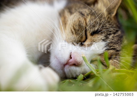 portrait of a cute cat 142755003