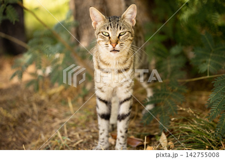 portrait of a cute cat portrait of a cute cat 142755008