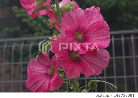 フェンスの前で縦に並んで咲くピンク色のタチアオイの花 フェンスの前で縦に並んで咲くピンク色のタチアオイの花 142755091