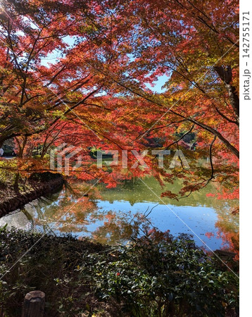 東京都町田市・薬師池公園の池を彩る鮮やかな紅葉 142755171