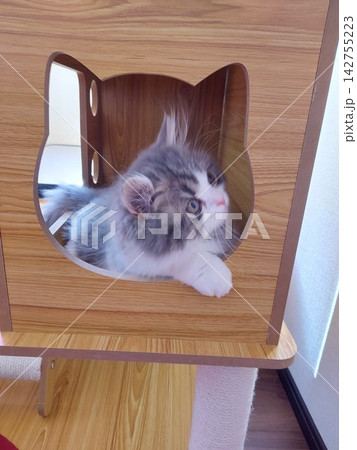 考える猫 142755223