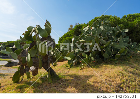 Prickly pear cactus with green pads, desert succulent plant Prickly pear cactus with green pads, desert succulent plant 142755331